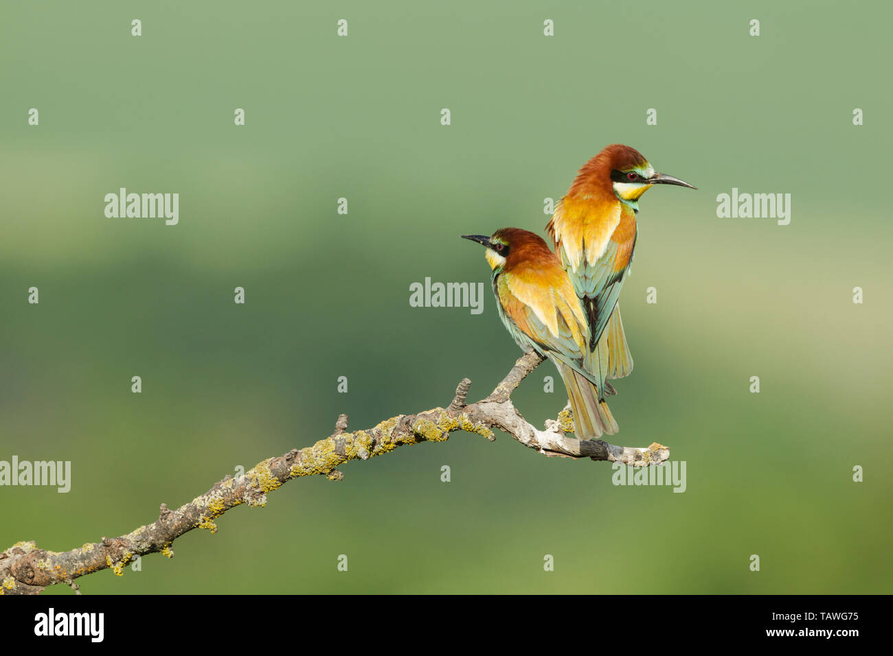 Unione gruccione coppia, nome latino Merops apiaster, appollaiato su un ramo contro uno sfondo verde Foto Stock