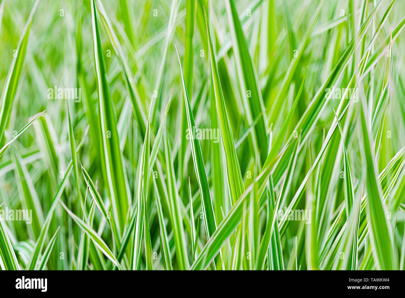 Verde e bianco Phalaris arundinacea foglie, noto anche come reed scagliola e del giardiniere giarrettiere, crescendo in un parco all'inizio della primavera, nella Foto Stock