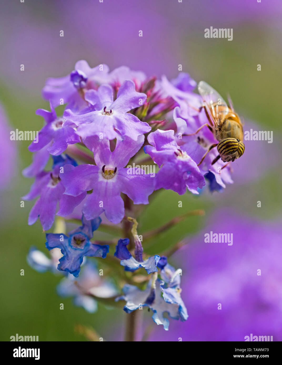 Close-up dettaglio di un fiore fly eristalinus taeniops alimentazione su viola Elizabeth Earle fiori Primula allionii in giardino Foto Stock