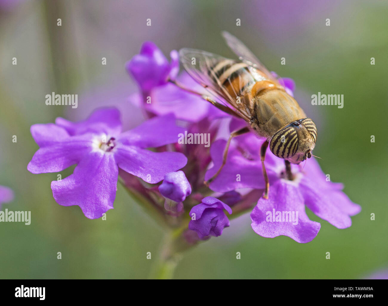 Close-up dettaglio di un fiore fly eristalinus taeniops alimentazione su viola Elizabeth Earle fiori Primula allionii in giardino Foto Stock