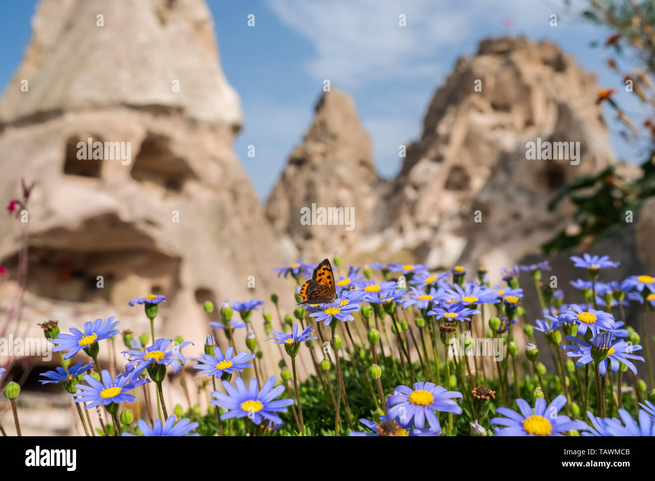Closeup farfalla sul fiore con il magnifico Castello di Uchisar in Cappadocia Foto Stock