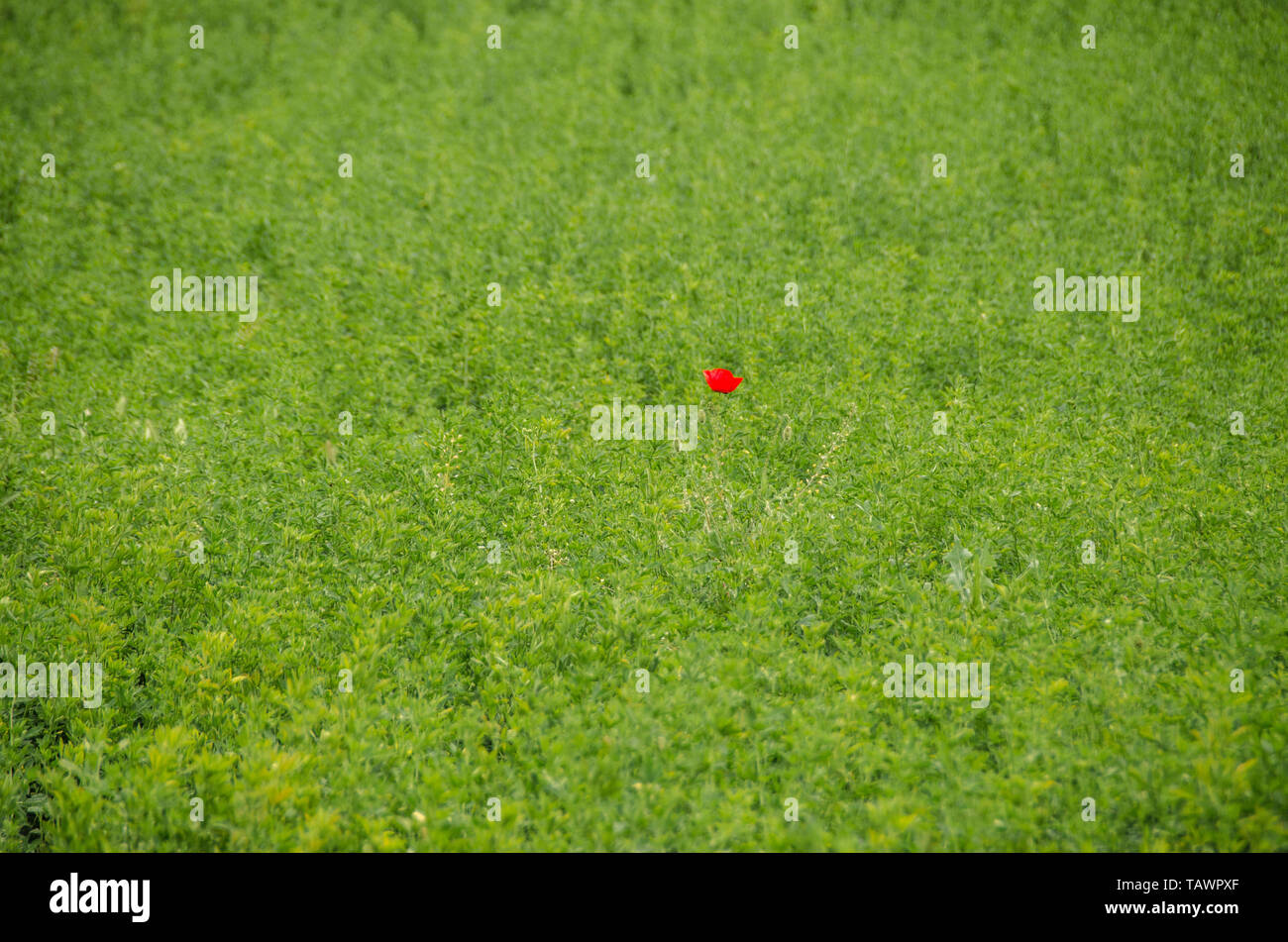 Unico - singola - speciale - unico e solo - papavero rosso isolato in erba verde Foto Stock