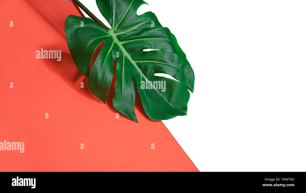 Verde Tropical palm foglia di monstera o formaggio svizzero impianto su corallo rosa e sfondo bianco. Foto Stock