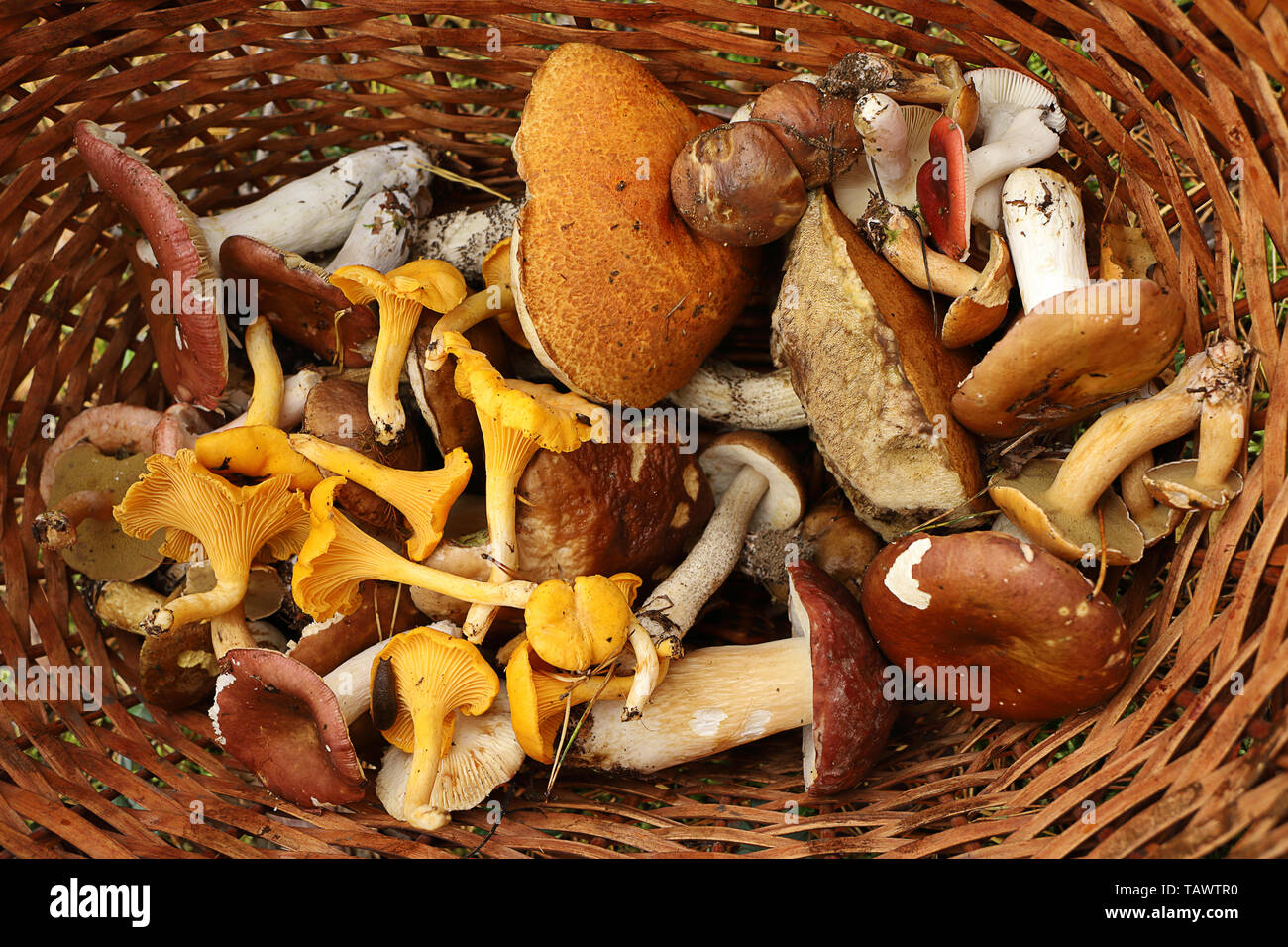 Cesto pieno di funghi di bosco. Funghi porcini, finferli, russula, levetta scaber, betulla bolete fungo. Nella tarda estate e in autunno la natura. Viaggi in wo Foto Stock