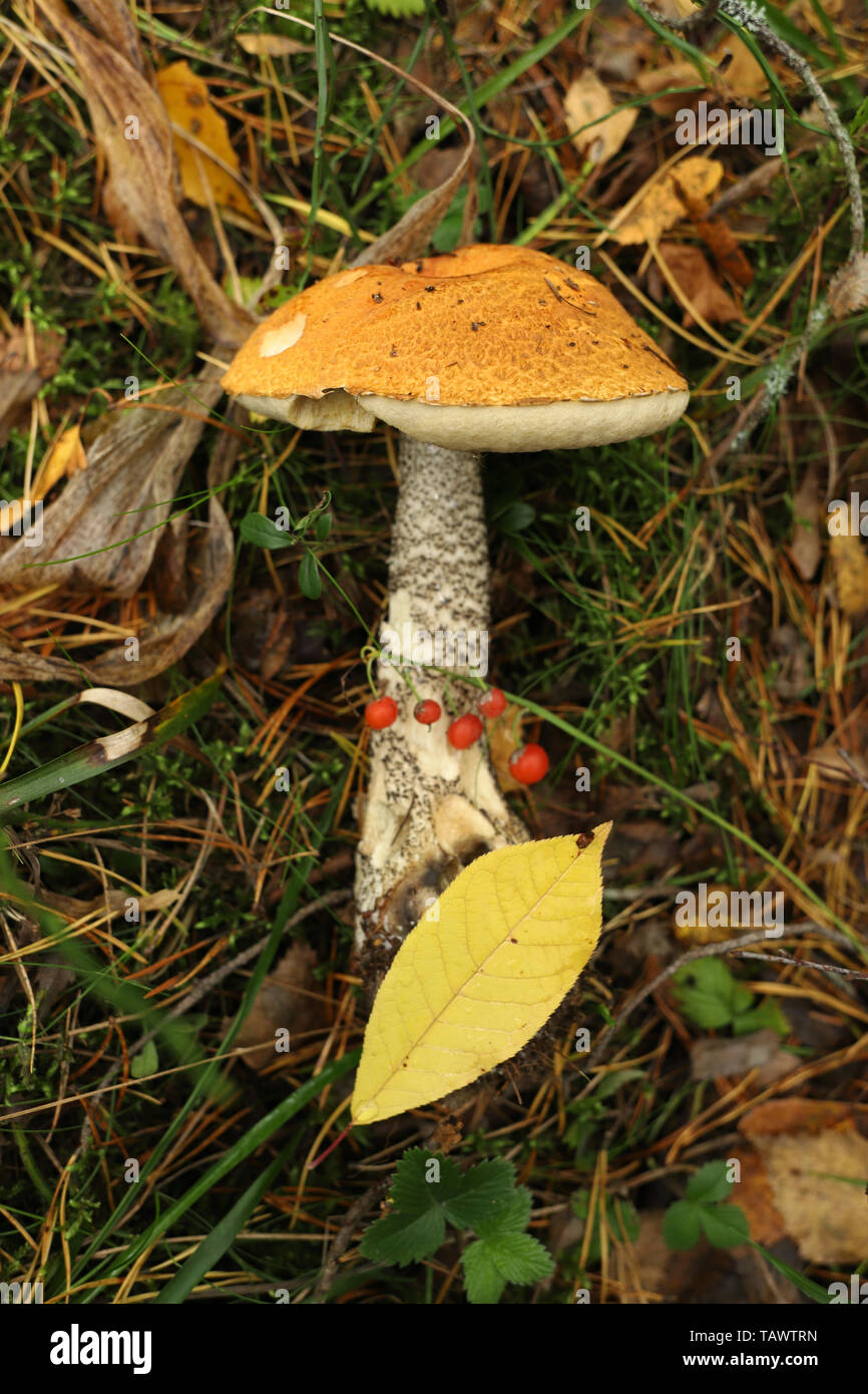 Scaber peduncolo o betulla bolete fungo su muschio di foresta con caduta foglie e bacche. La natura in autunno, boschi del nord. Foto Stock