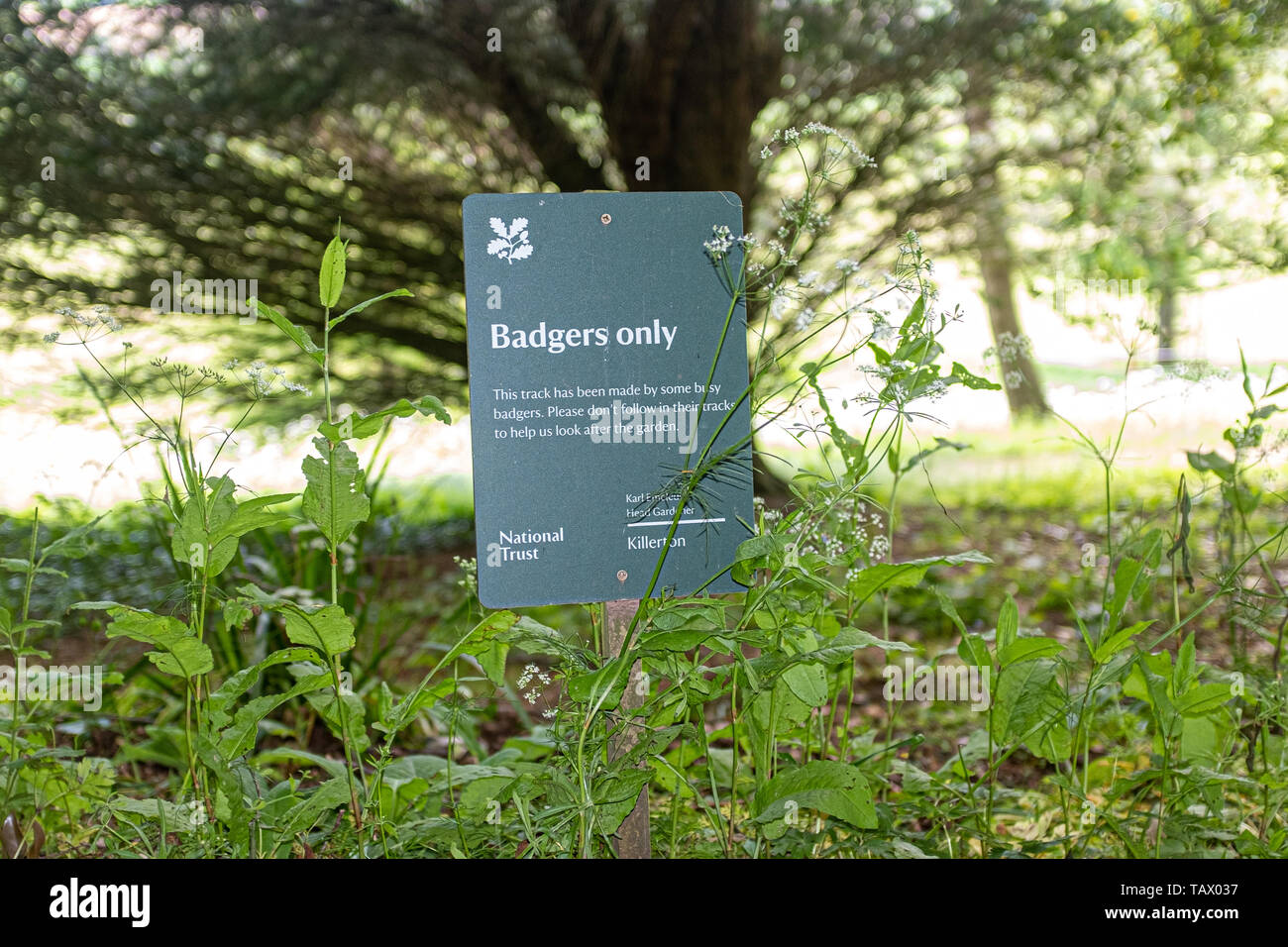 Badger vie segno, Killerton station wagon, National Trust, Killerton, Devon, Regno Unito Foto Stock