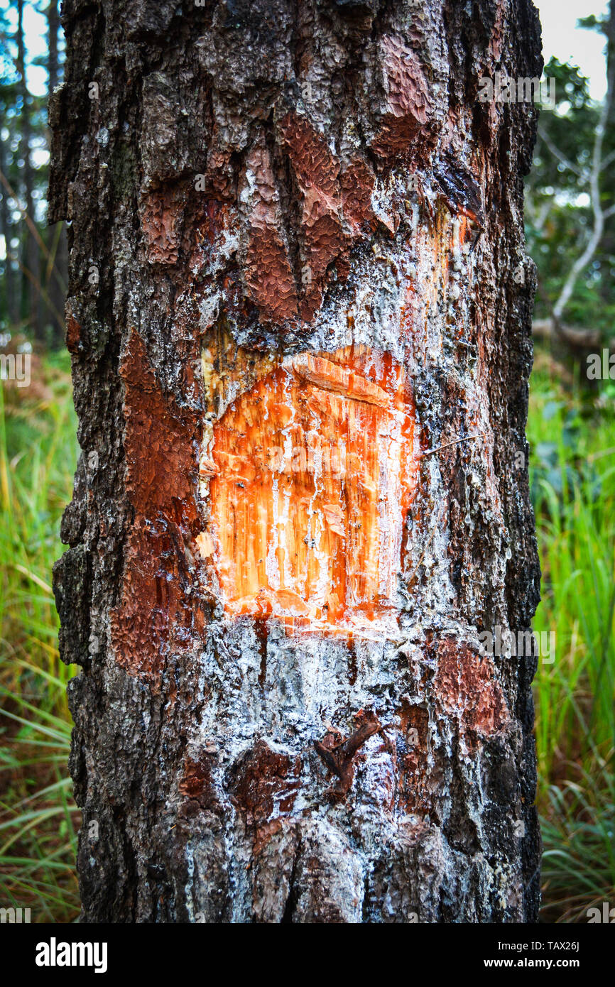 Ambra resina di pino naturale / estrazione trementina forma tronco e  corteccia di albero in natura pineta Foto stock - Alamy