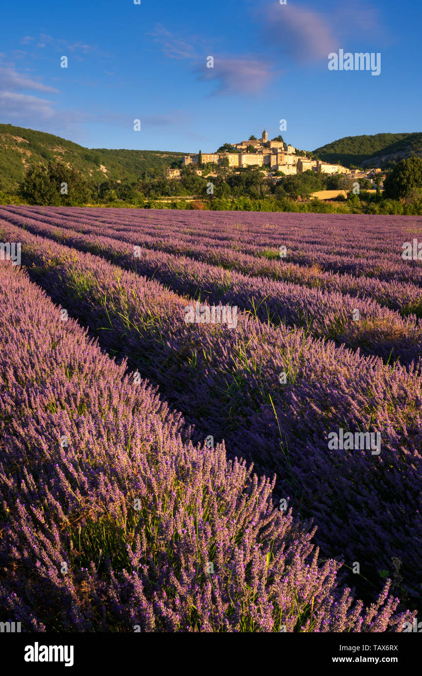 Francia, Alpes-de-Haute-Provence (04) - Il villaggio di Banon in Provenza con campi di lavanda al sorgere del sole in estate. Alpi, Francia Foto Stock