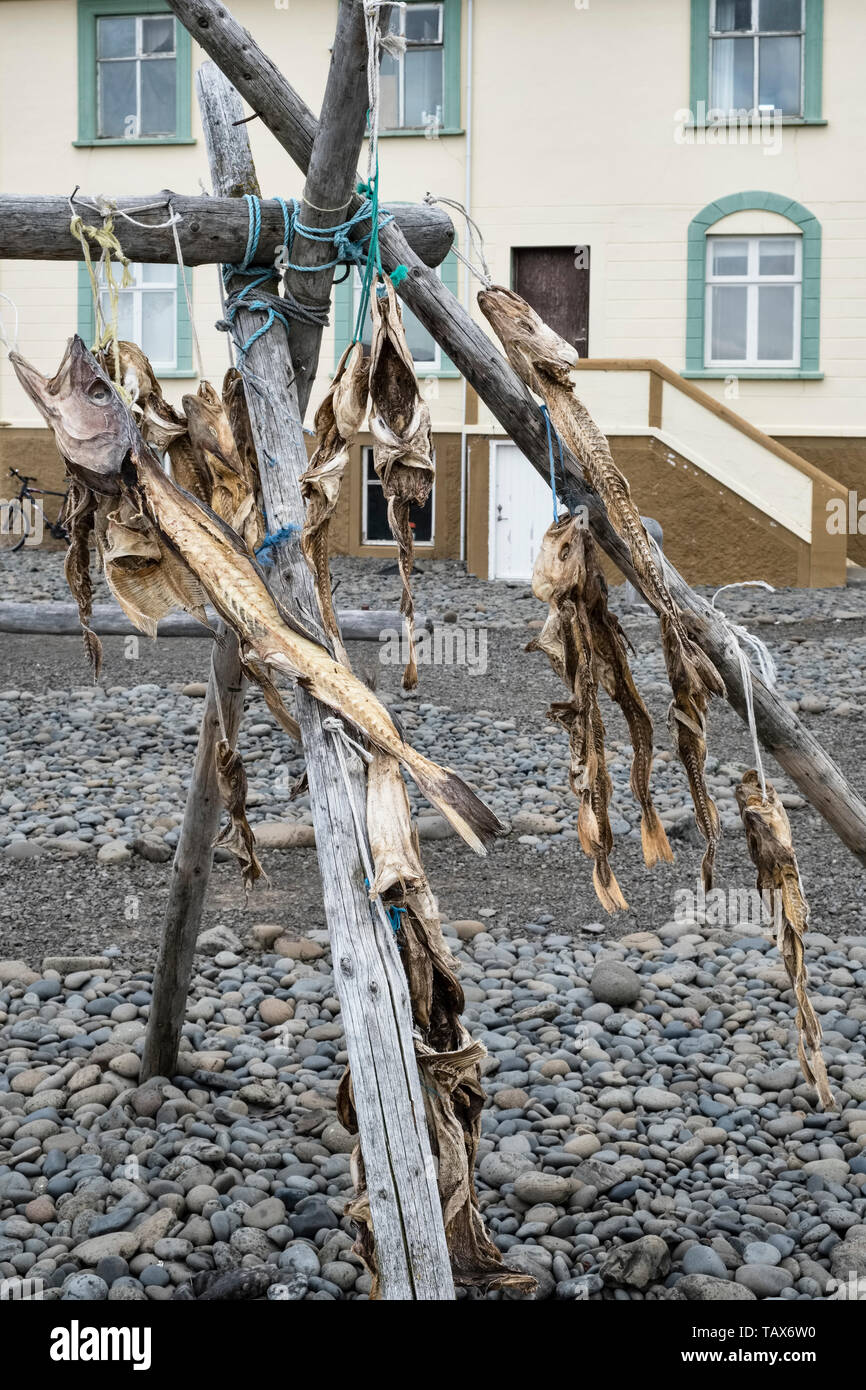 Hvammstangi, Islanda. Il vecchio pesce su un esterno di rack di asciugatura Foto Stock