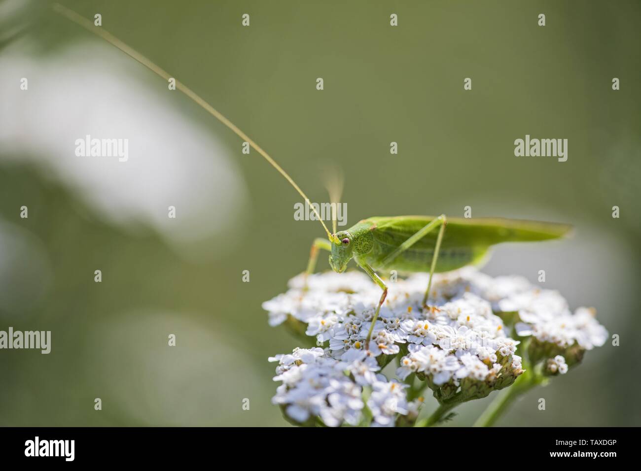 Grande macchia verde cricket Foto Stock
