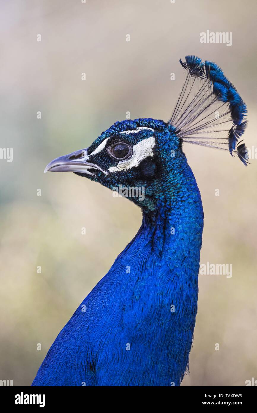 Pavo cristatus Foto Stock