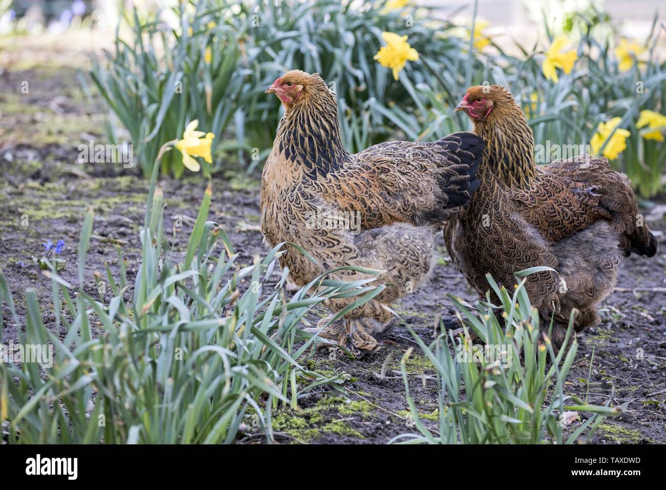 Partridge Brahma Foto Stock