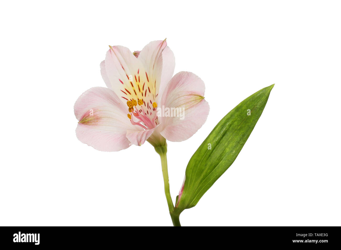 Viola alstroemeria fiore foglia e isolata contro bianco Foto Stock