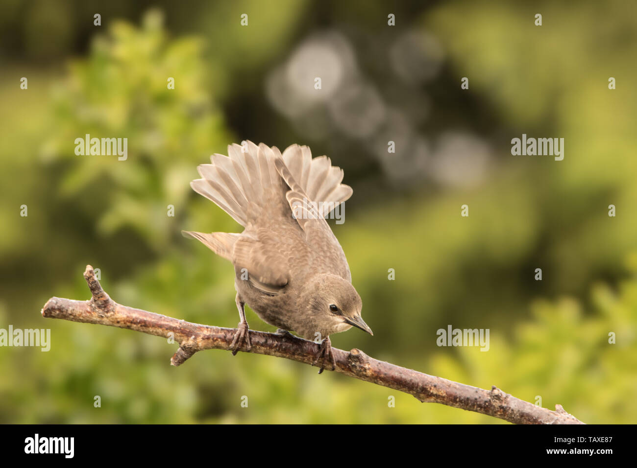 Starling giovane, appollaiate su un ramo Foto Stock