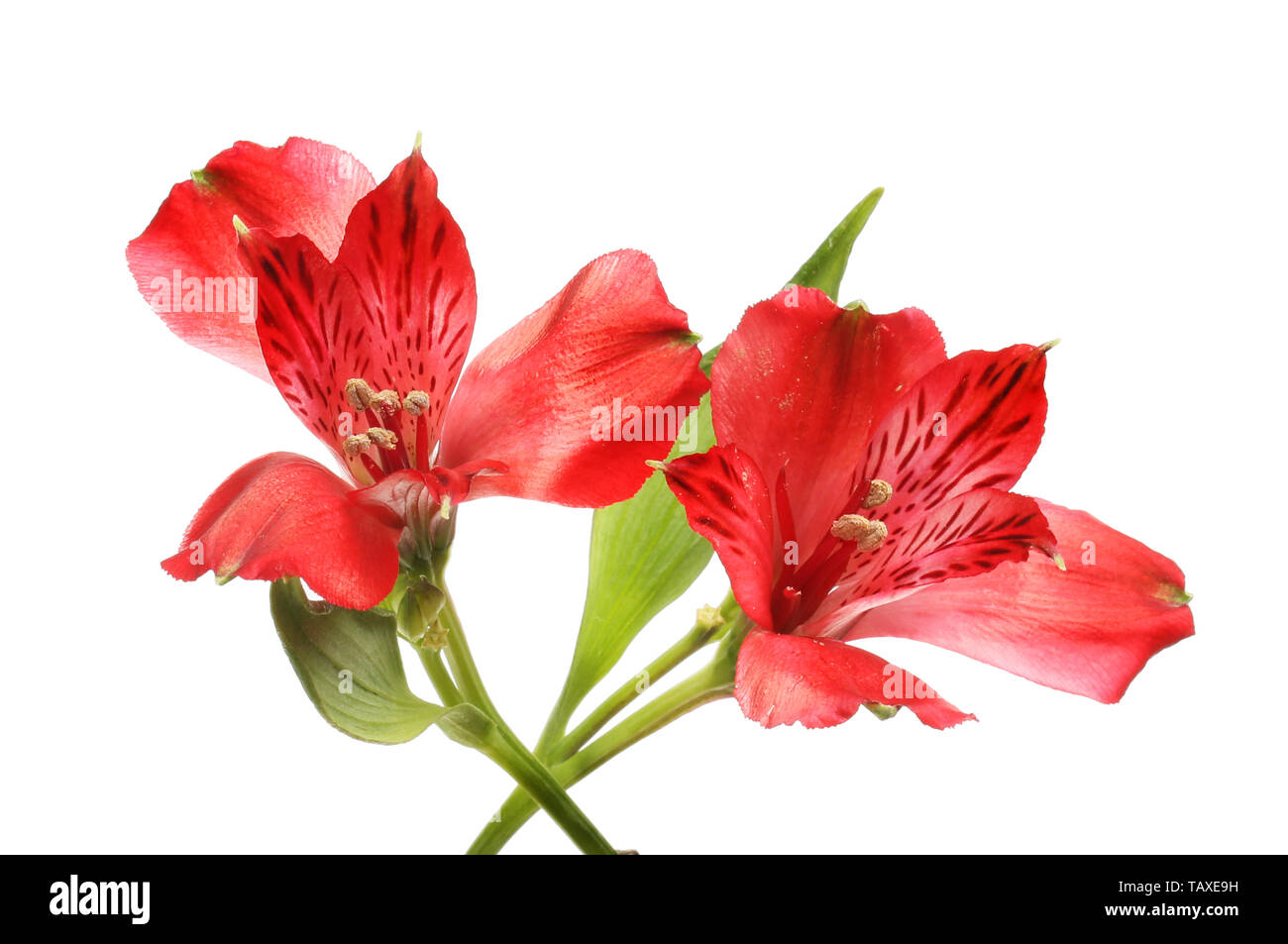 Due rossi fiori alstroemeria isolata contro bianco Foto Stock