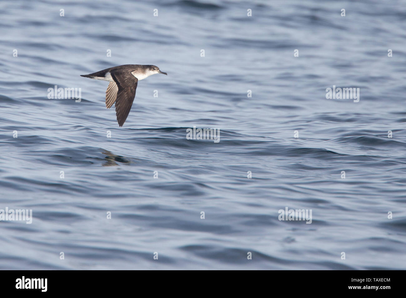 Berta minore delle Baleari, (Puffinus mauretanicus), volando a bassa quota sopra il mare di Lands End, Cornwall, Inghilterra, Regno Unito. Foto Stock