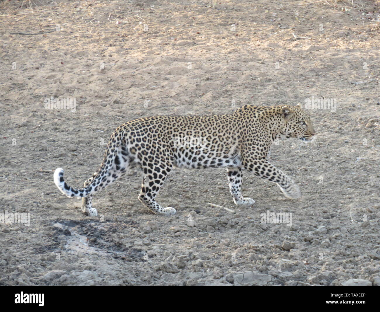 Una bella africana di leopard in movimento che mostrano la potenza e la grazia, Karongwe Game Reserve, Kruger National Park, Sud Africa. Foto Stock