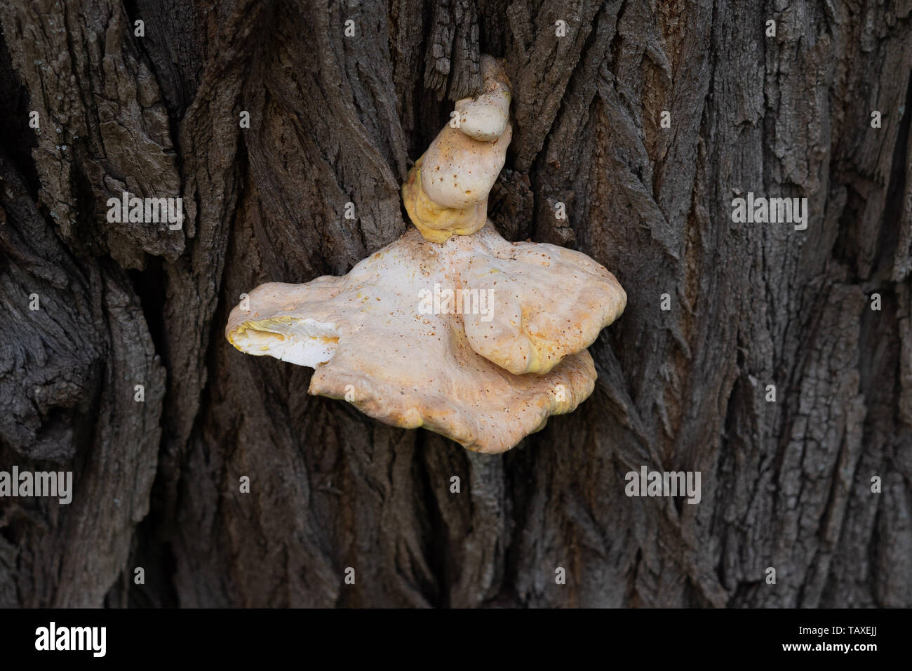 Fungo che cresce su un albero Foto Stock