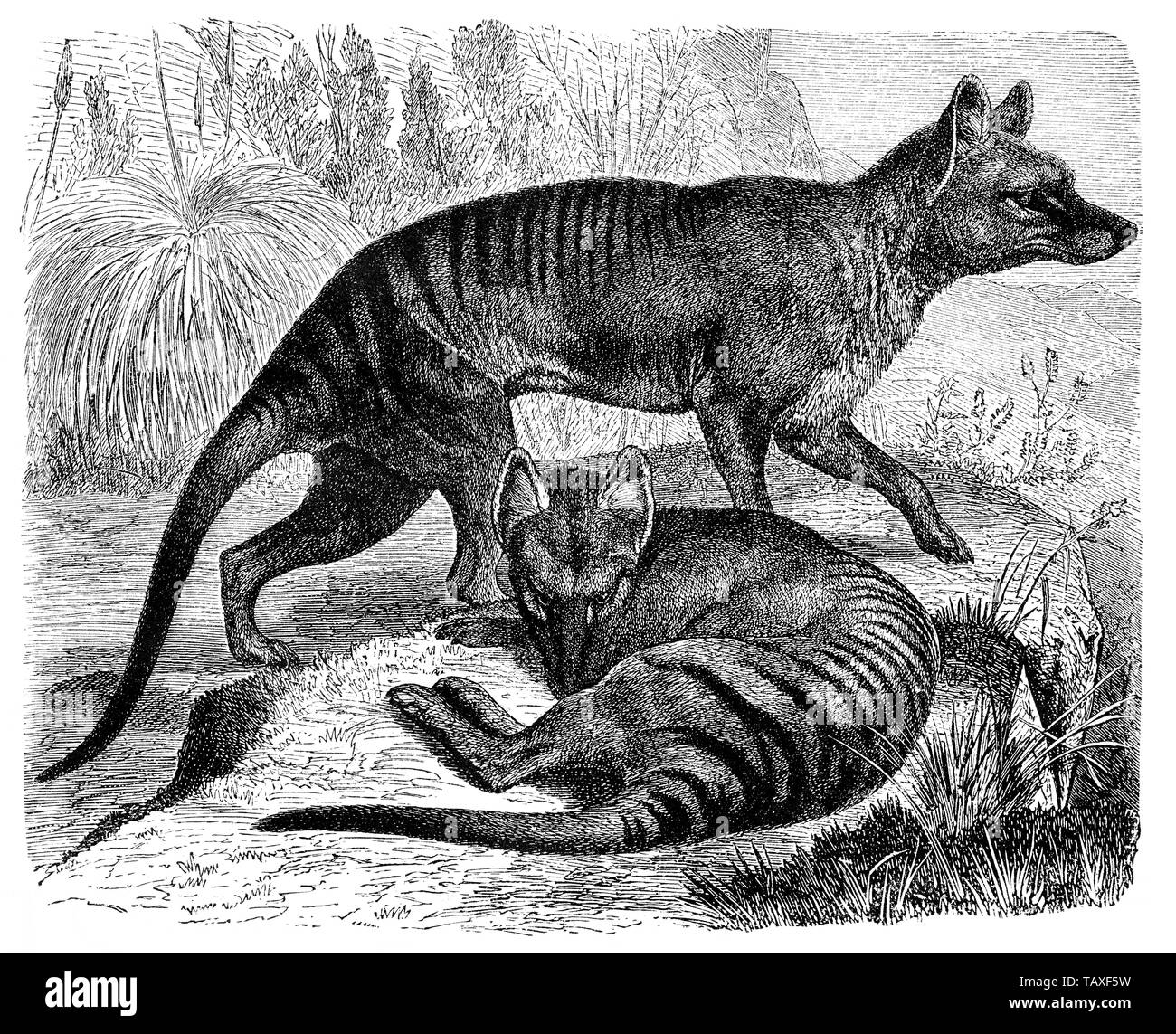 Tasmanian Tiger o lupo della Tasmania (Thylacinus cynocephalus), ormai estinti, Historische, zeichnerische Darstellung, Beutelwolf (Thylacinus cynocephalus), oder Tasmanischer Wolf, Beuteltiger oder Tasmanischer Tiger, heute ausgestorben, Beutelsäuger oder Beuteltiere (Metatheria oder Marsupialia), 19. Jahrhundert Foto Stock