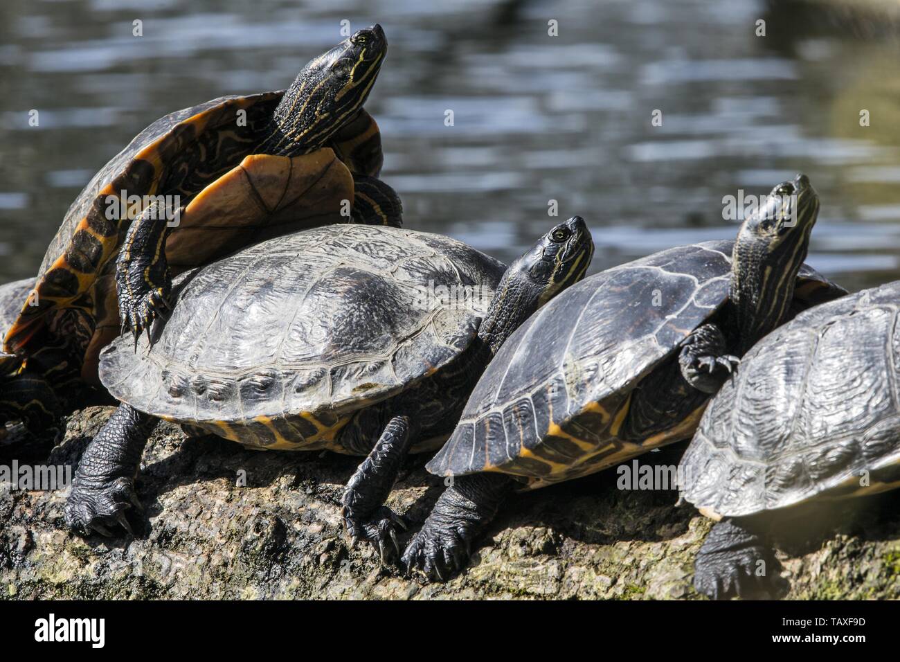 Dipinto di tartarughe Foto Stock