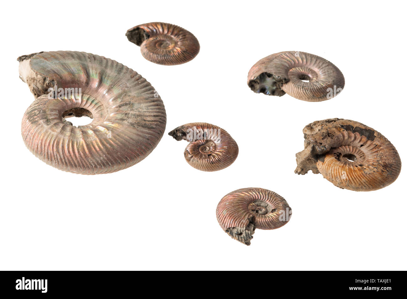 Ammonita shell isolata su sfondo bianco Foto Stock