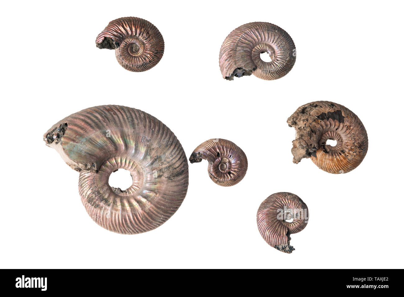 Ammonita shell isolata su sfondo bianco Foto Stock