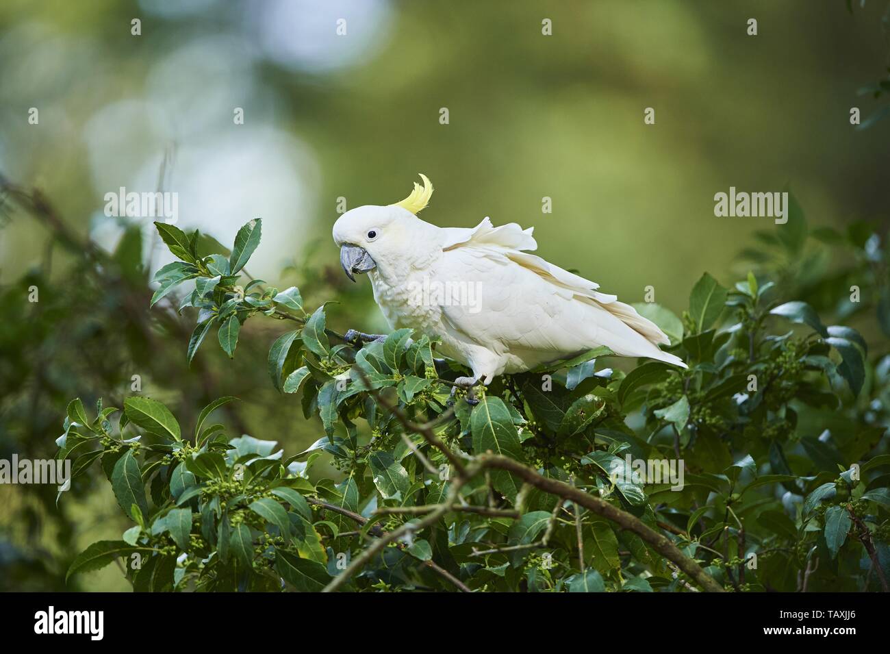 Zolfo-crested cockatoo Foto Stock