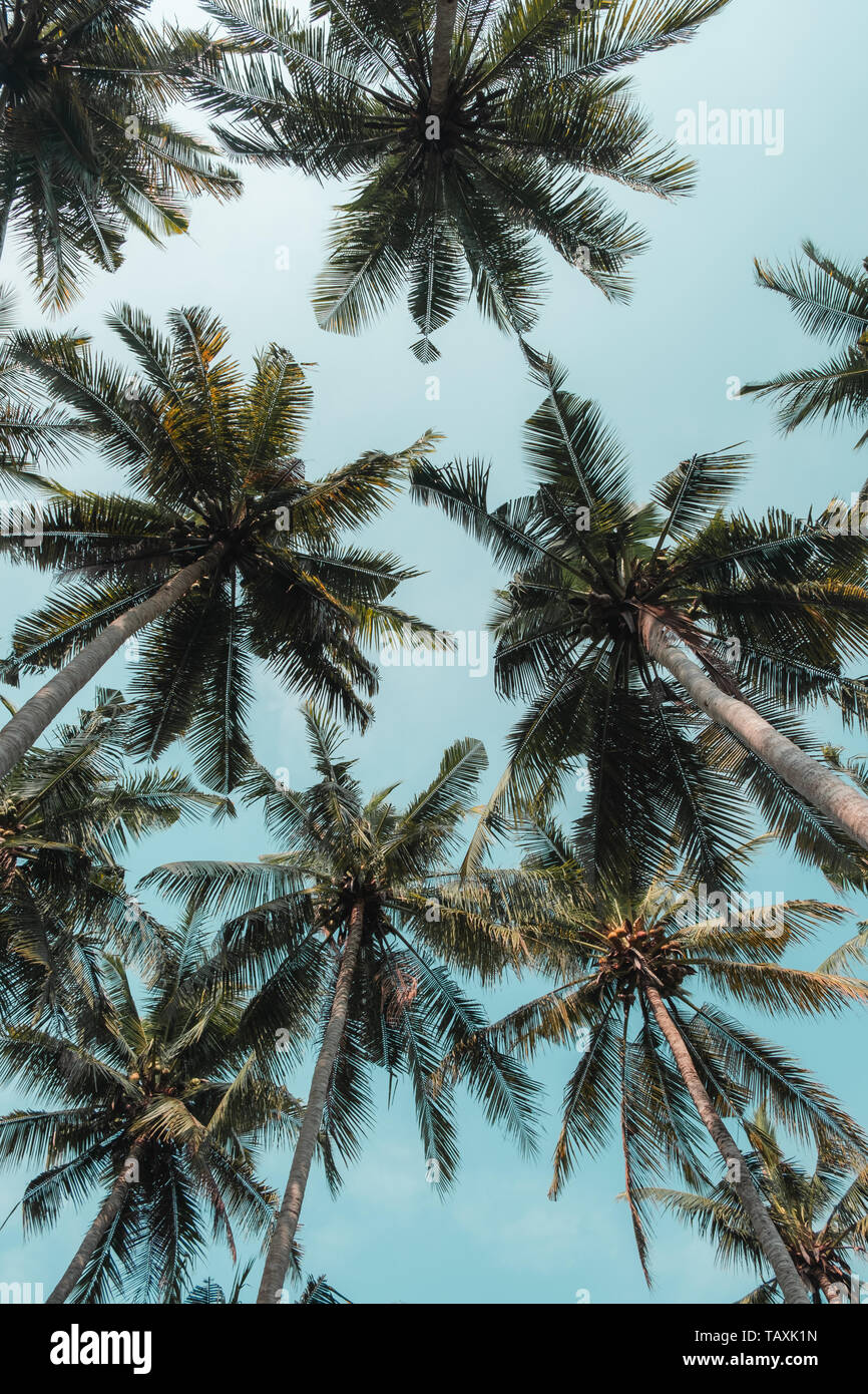Palme vista prospettica da terra alta. Alberi di Palma contro un cielo blu di Bali, Indonesia. Foto Stock