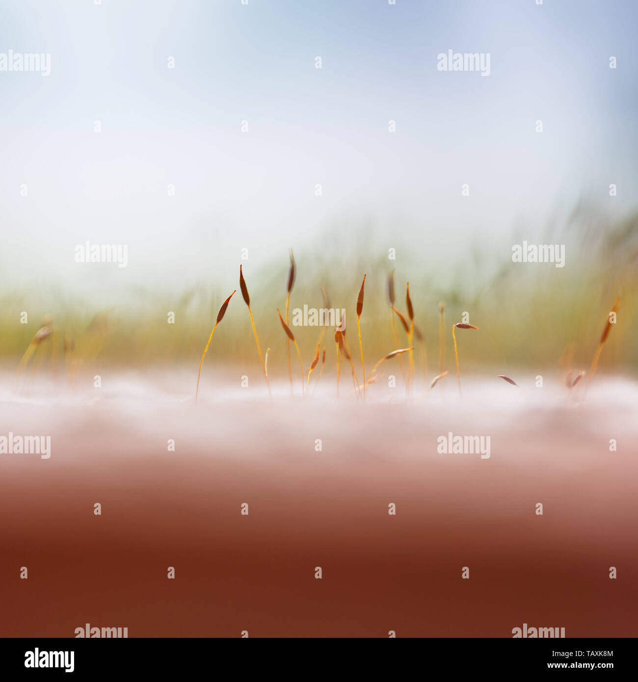Extreme closeup di moss semi (calyptra) che cresce su un muro del giardino crea l'aspetto di un paesaggio surreale Foto Stock