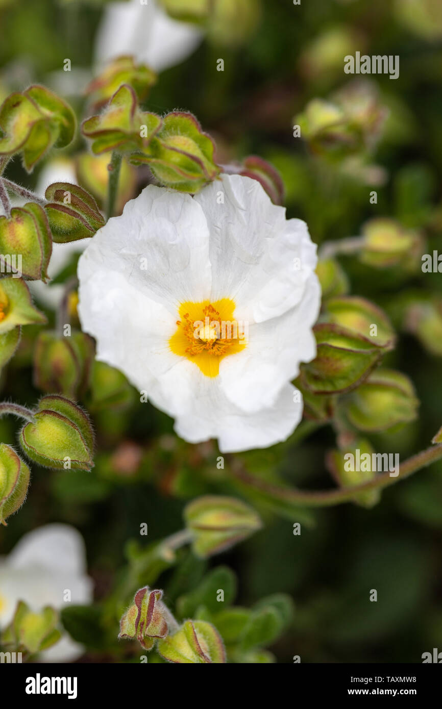 Primo piano di Cistus Obtusifolius prosperare bianco roccia rosa fioritura in un giardino inglese, Regno Unito Foto Stock