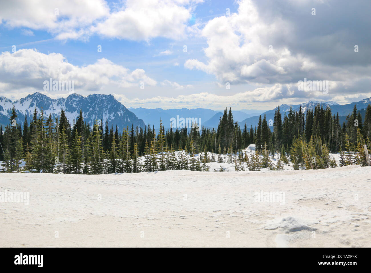 Paradise, il Parco Nazionale del Monte Rainier Foto Stock