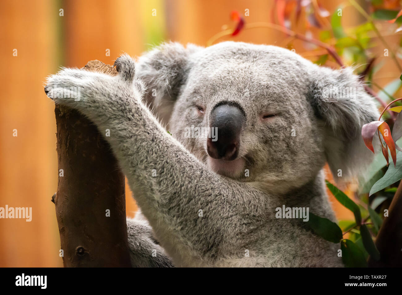 Maschio orso Koala (phascolarctos cinereus) addormentato sul pesce persico nel contenitore con lo Zoo di Edimburgo, Scozia, Regno Unito Foto Stock