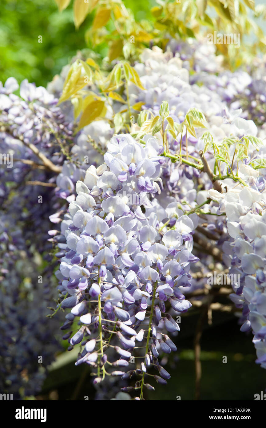 Fioritura glicine in un giardino di Londra con cieli bui Foto Stock