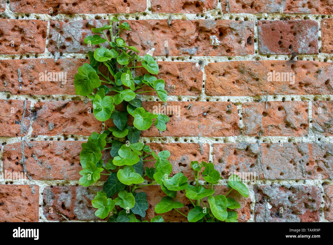 Dettaglio di antichi mattoni rossi parete ricoperta in piccoli fori dalla ripetizione di usando il supporto dei chiodi, anche alcuni ivy cresce su Foto Stock