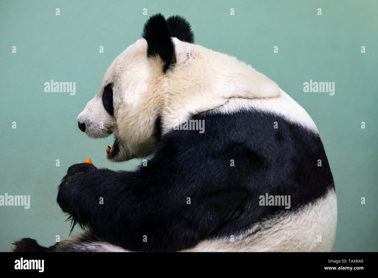 Femmina di panda gigante Tian Tian o 'Sweetie' presso lo Zoo di Edimburgo, Scozia, Regno Unito Foto Stock