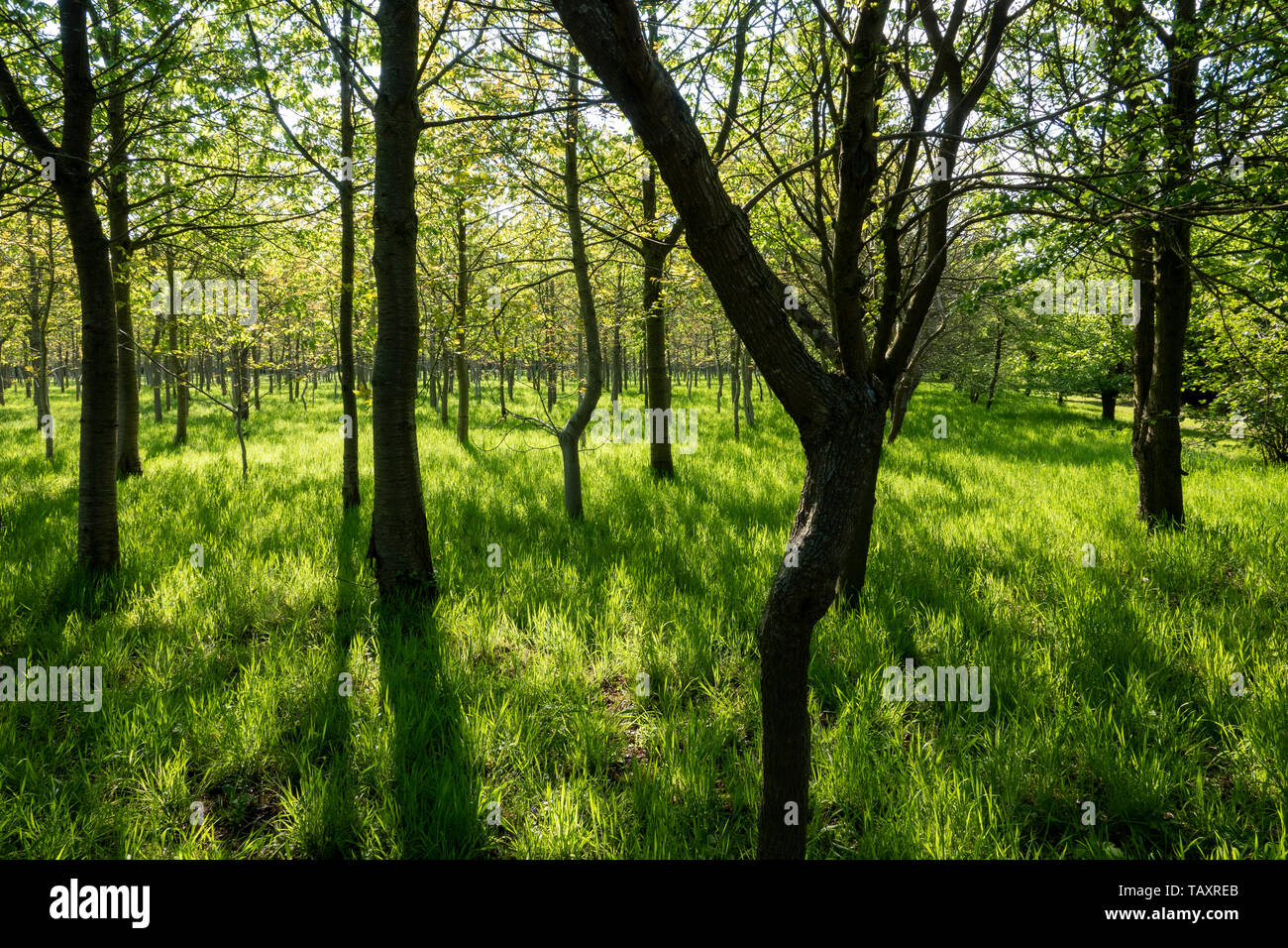 Pezzata luce proveniente attraverso gli alberi e sul lussureggiante verde erba Foto Stock