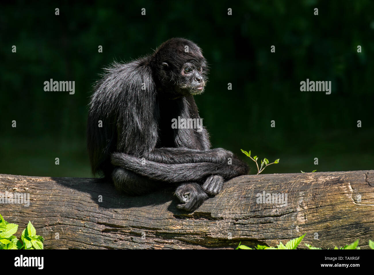 Il ragno colombiano di scimmia (Ateles fusciceps rufiventris) nativa per la Colombia e il Panama Foto Stock