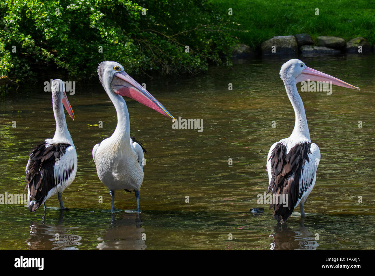 Tre Australian pellicani (Pelecanus conspicillatus) di appoggio in acque poco profonde in stagno, nativo di Australia e Nuova Guinea Foto Stock