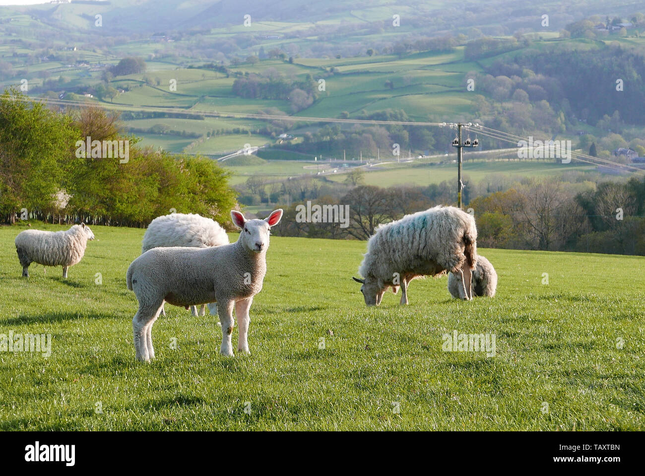 Pecore al pascolo in un campo di Newtown, Galles Foto Stock