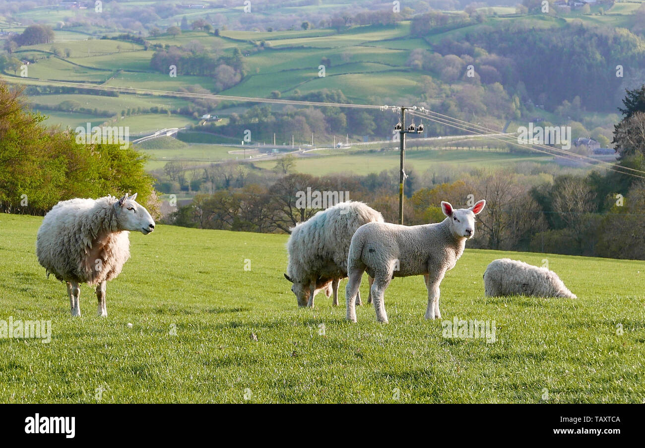 Pecore al pascolo in un campo di Newtown, Galles Foto Stock