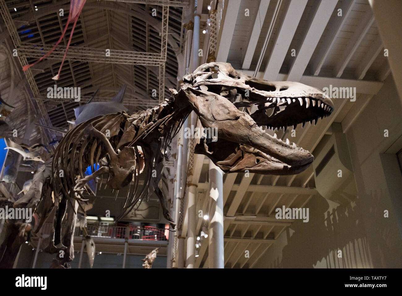 Dh Museo Nazionale di Scozia CHAMBER STREET EDINBURGH Scottish musei di fossili di dinosauri tirannosauro scheletro t rex dinosaurus Foto Stock
