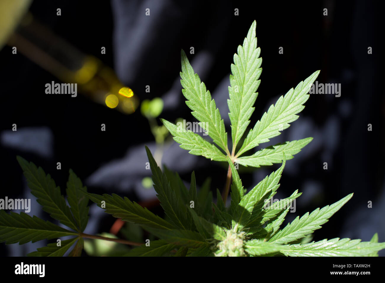 Le piante di canapa femmina con CBD olio di cannabis contagocce contenente qualità medicinali Marijuana - classic Cannabis leaf Foto Stock