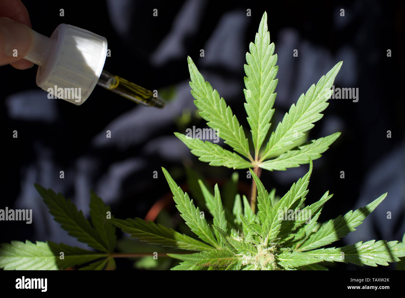 Pianta di cannabis con contagocce di olio CBD, accanto alla foglia di cannabis Foto Stock