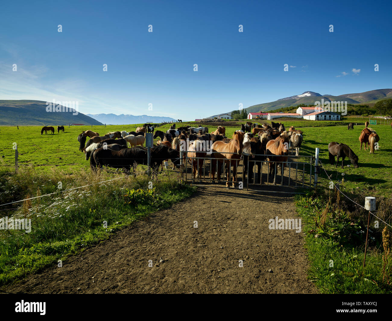 Cavalli islandesi, Islanda Foto Stock