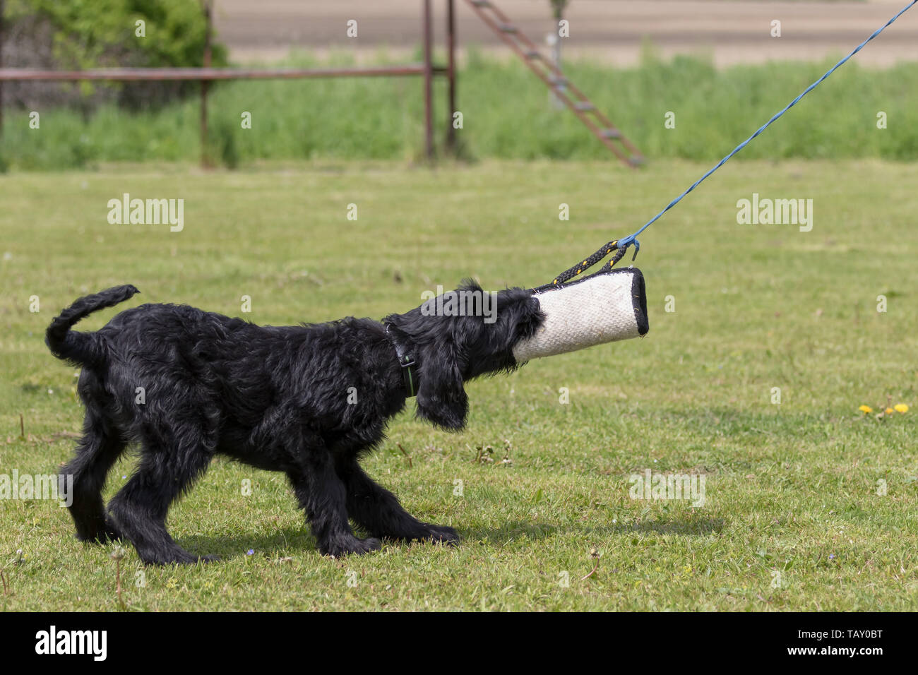 Vista laterale del Black Schnauzer cane sul terreno di formazione morso in un morso di cane pad. Foto Stock