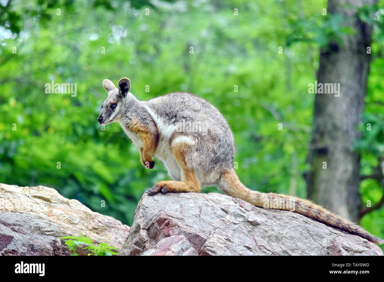 Kangaroo Petrogale Xanthopus seduta su roccia Foto Stock