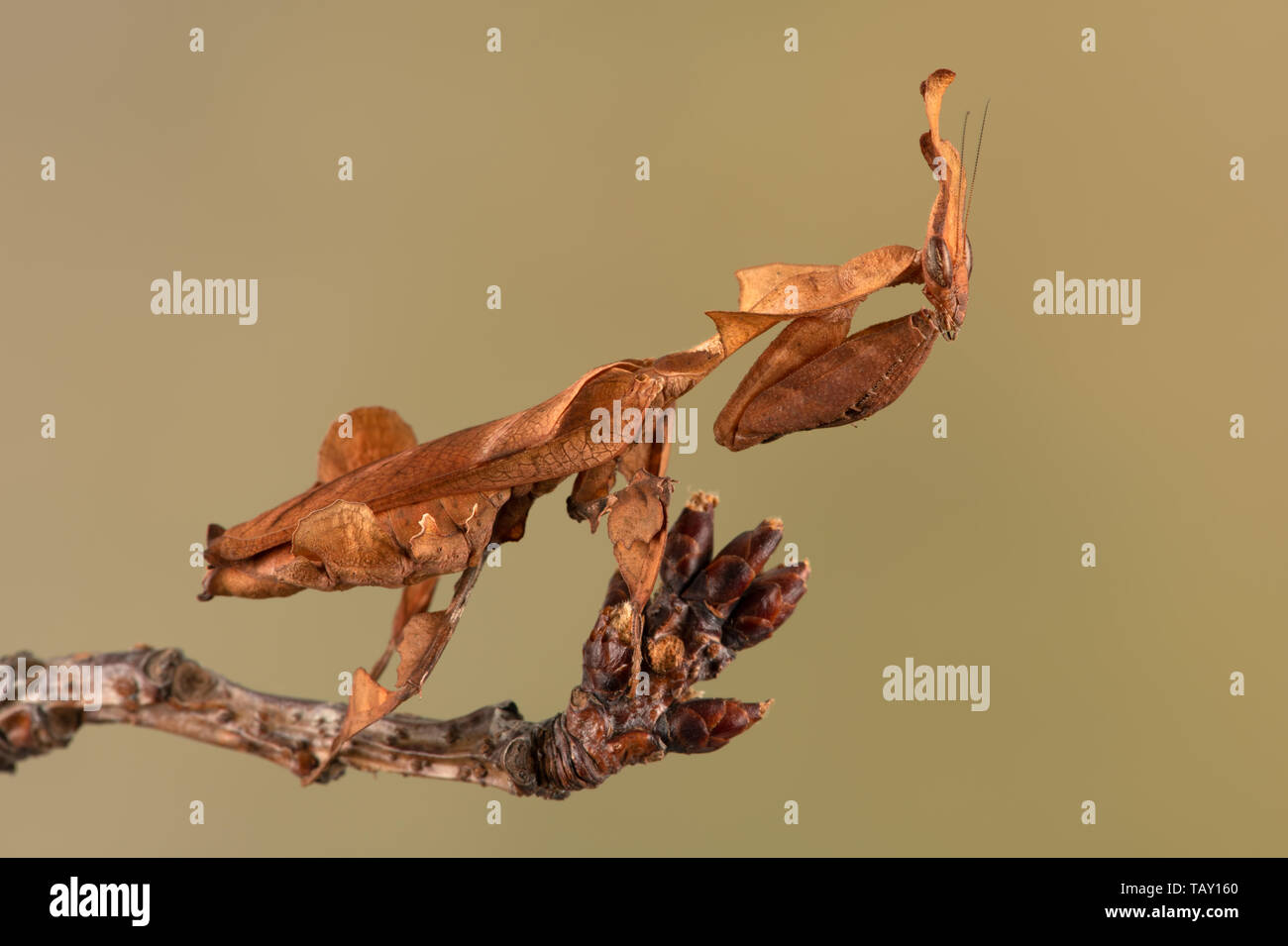Ghost Mantis (Phyllocrania paradoxa) che mostra come la foglia camouflage Foto Stock