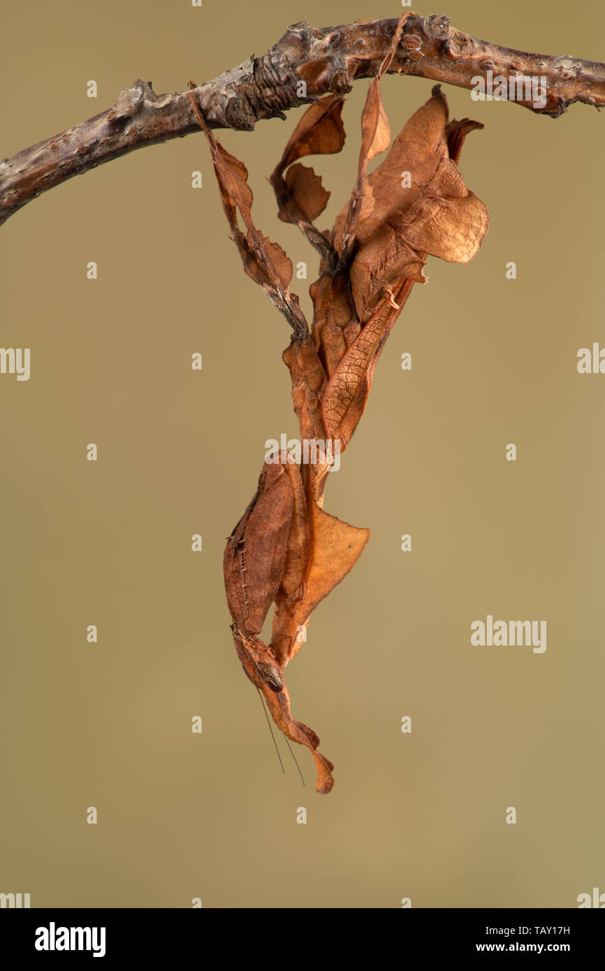 Ghost Mantis (Phyllocrania paradoxa) che mostra come la foglia camouflage Foto Stock