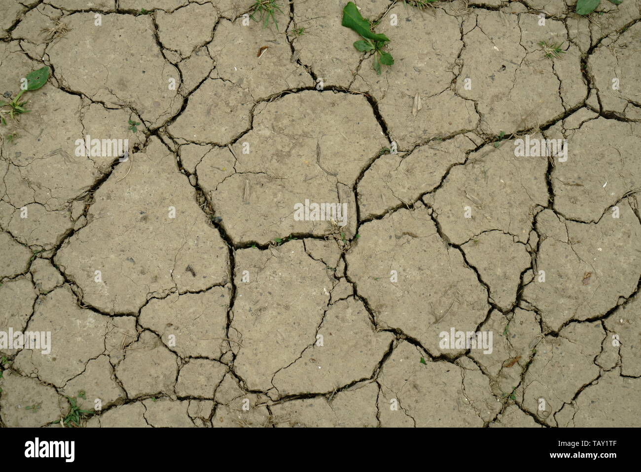Terra secche e screpolate dalla mancanza di pioggia. Foto Stock