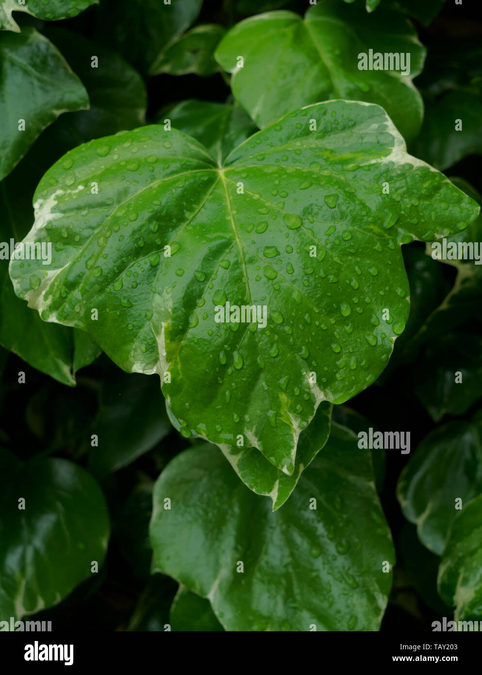 Gocce di pioggia su Ivy Foto Stock
